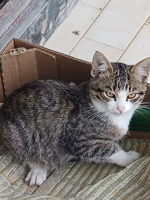 Gatinhos para adoção