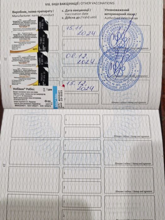 флаффі французький бульдог