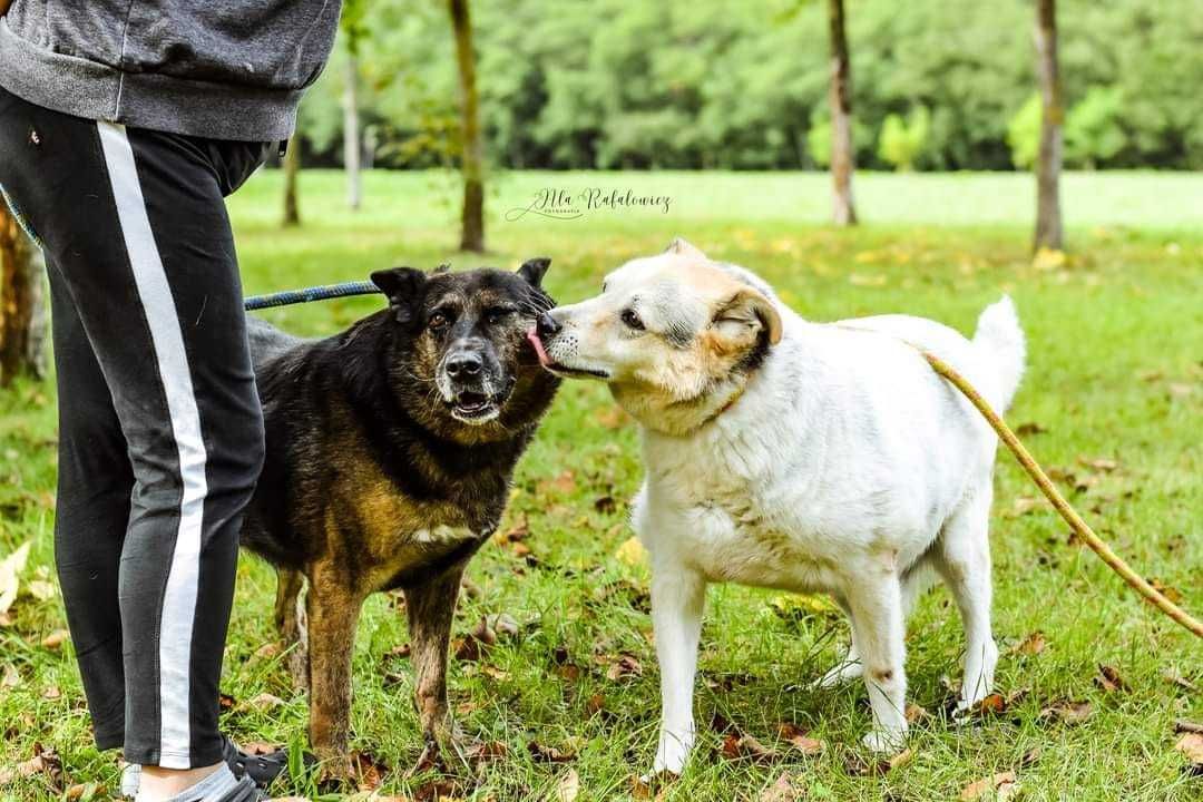 Eliga i Pongo od lat we wspólnym boksie