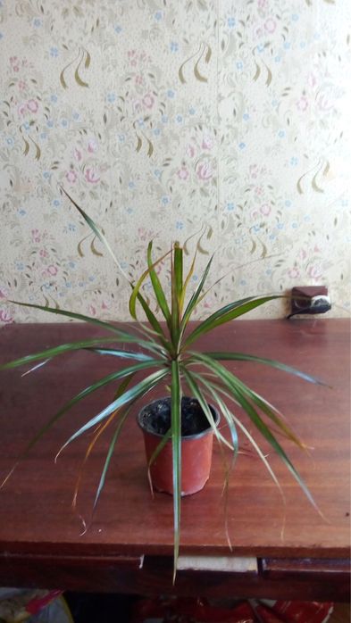 Кімнатні рослини драцени маргіната