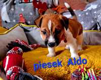 Maleńki Aldo !!! Jack Russell Terrier RODZICE W HODOWLI  odb. 28 marca