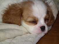 suczka cawalier king spaniel