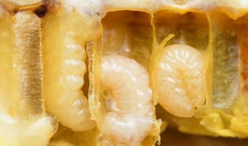 Трутневий гомогенат рідкий ( трутні, личинки) 250 мл