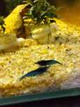 Krewetki Neocaridina Blue Velvet