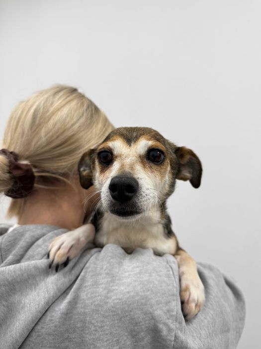 Molly - delikatna i łagodna suczka szuka kochającego domu!