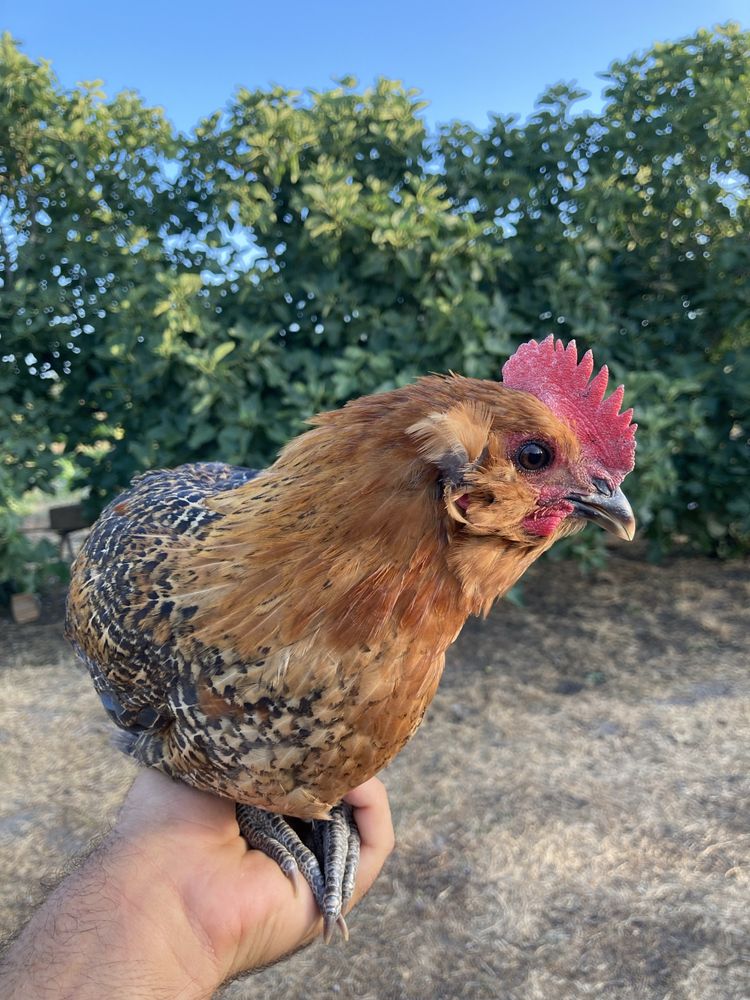 Frango cruzado de Araucana.