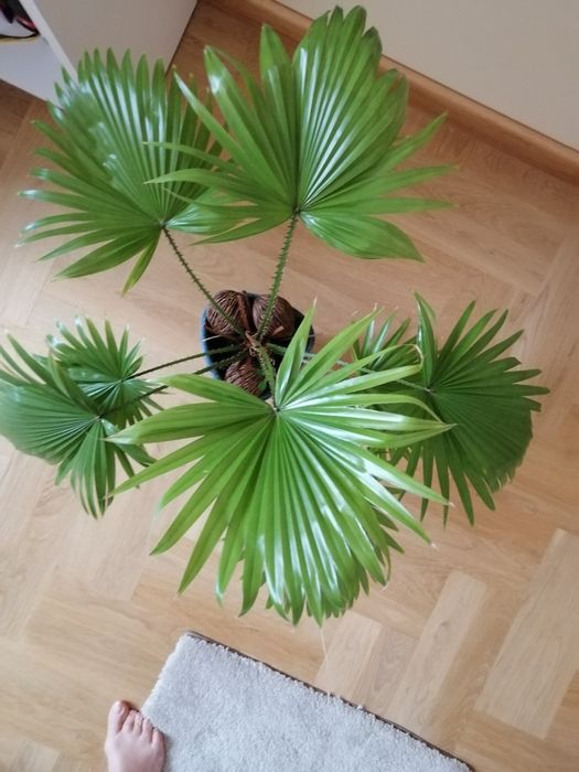 Palma roślina doniczkowa 4 lata