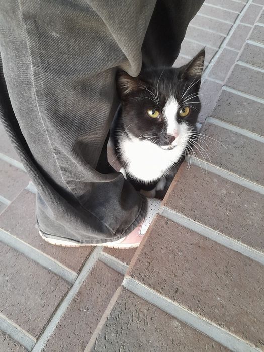 Oddam kotka w dobre ręce