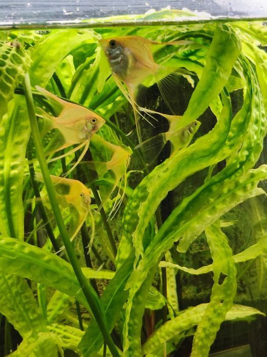 Skalary złote weloniaste