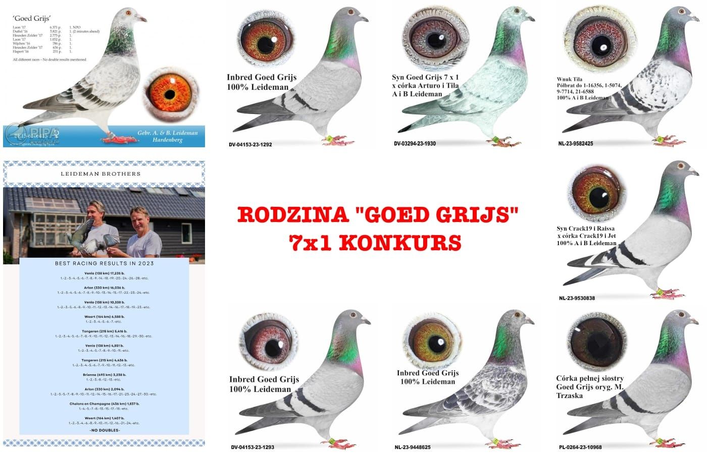 Gołębie pocztowe młode 2025 z rodziny Goed Grijs 7x1
