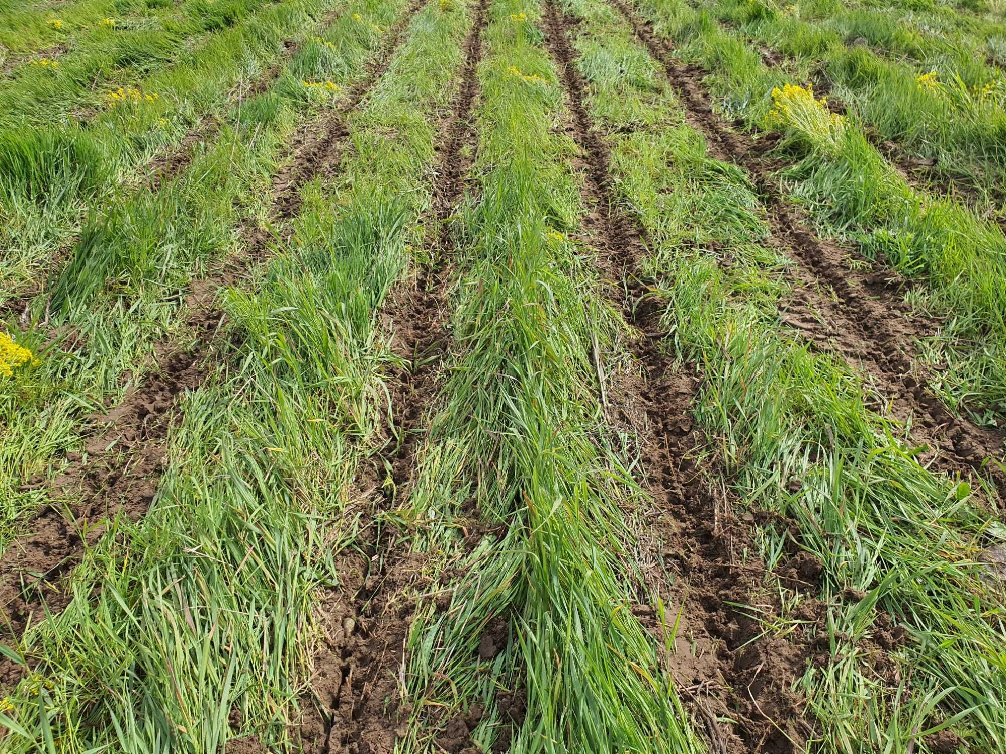 Siew  rzepaku, zbórz,  uprawa pasowa,  strip till