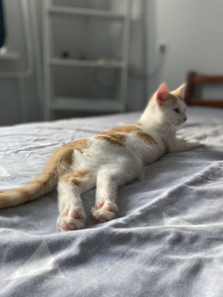 Котик шукає родину