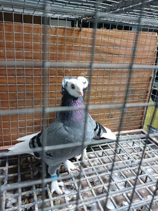 Gołębie białogłowki,  niebieski