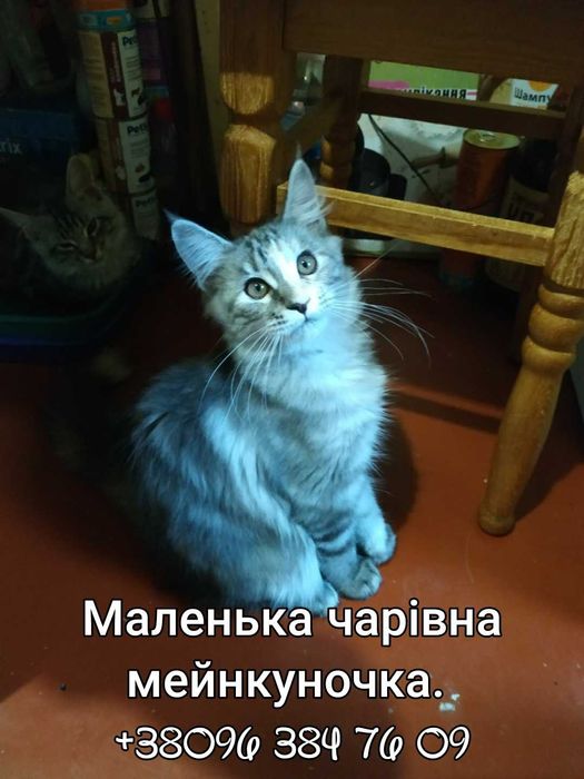 Забирайте маленьких мейнкунят!