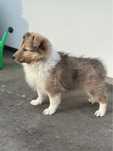 Owczarek szetlandzki Shelty Sheltie Red-merle.