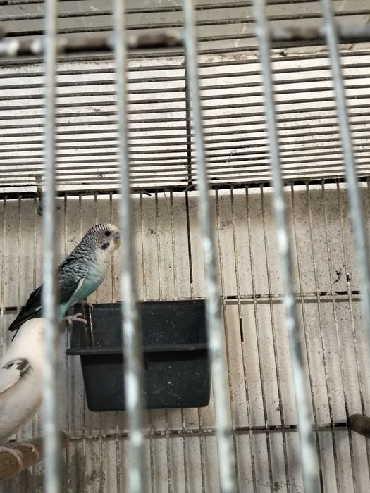 Periquitos hagoromos