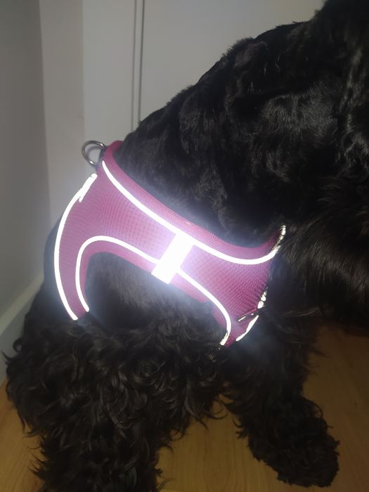 Coleira Nova para cão porte pequeno