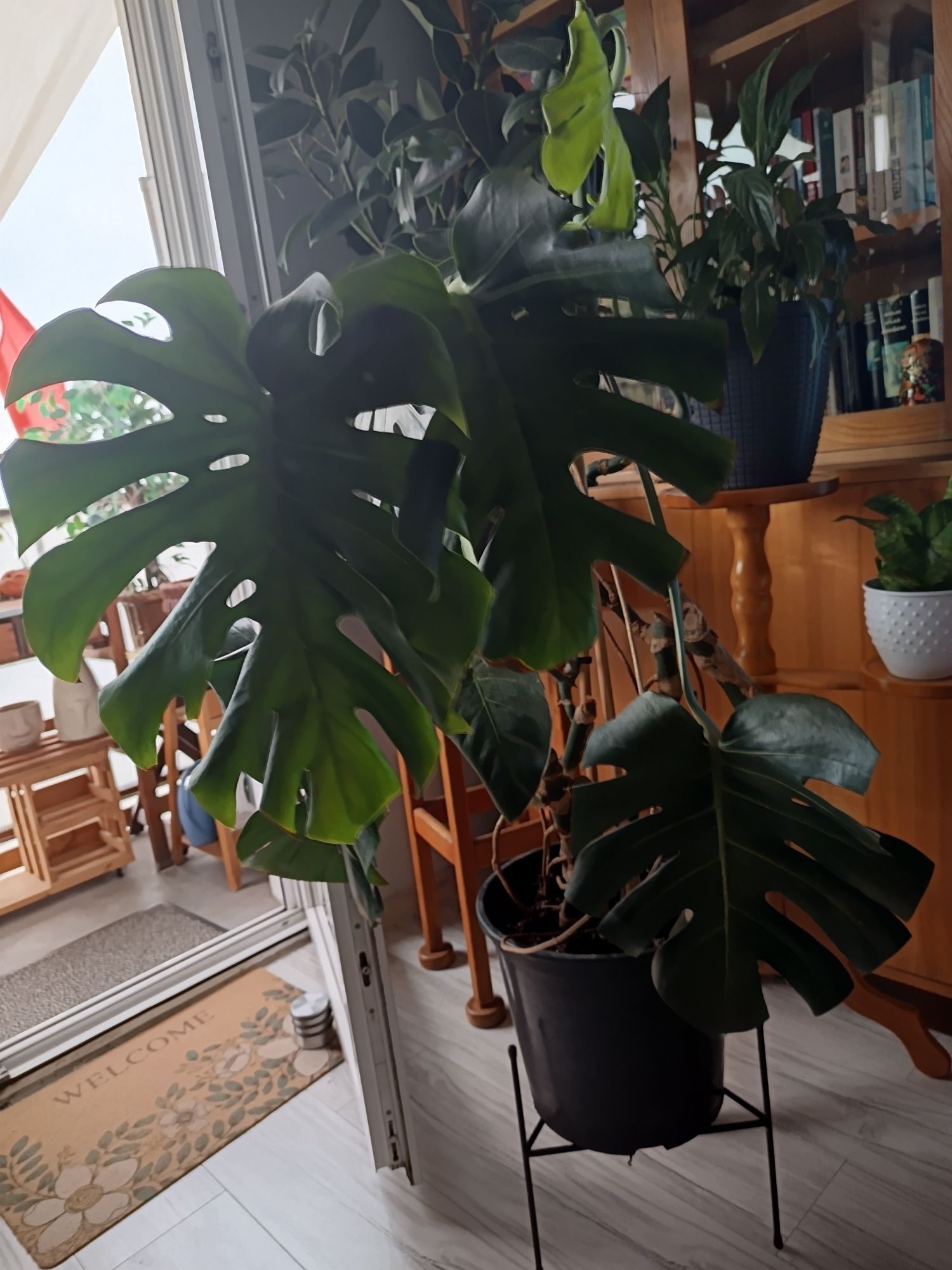 Monstera duża z doniczką