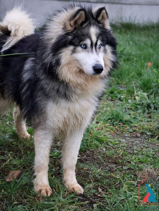 Tayo 283/24 - SZUKA DOMU!