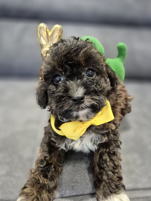 Cavapoo f1b piesek badania ! Sobolowy