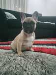 Bulldog Francês Fulvo