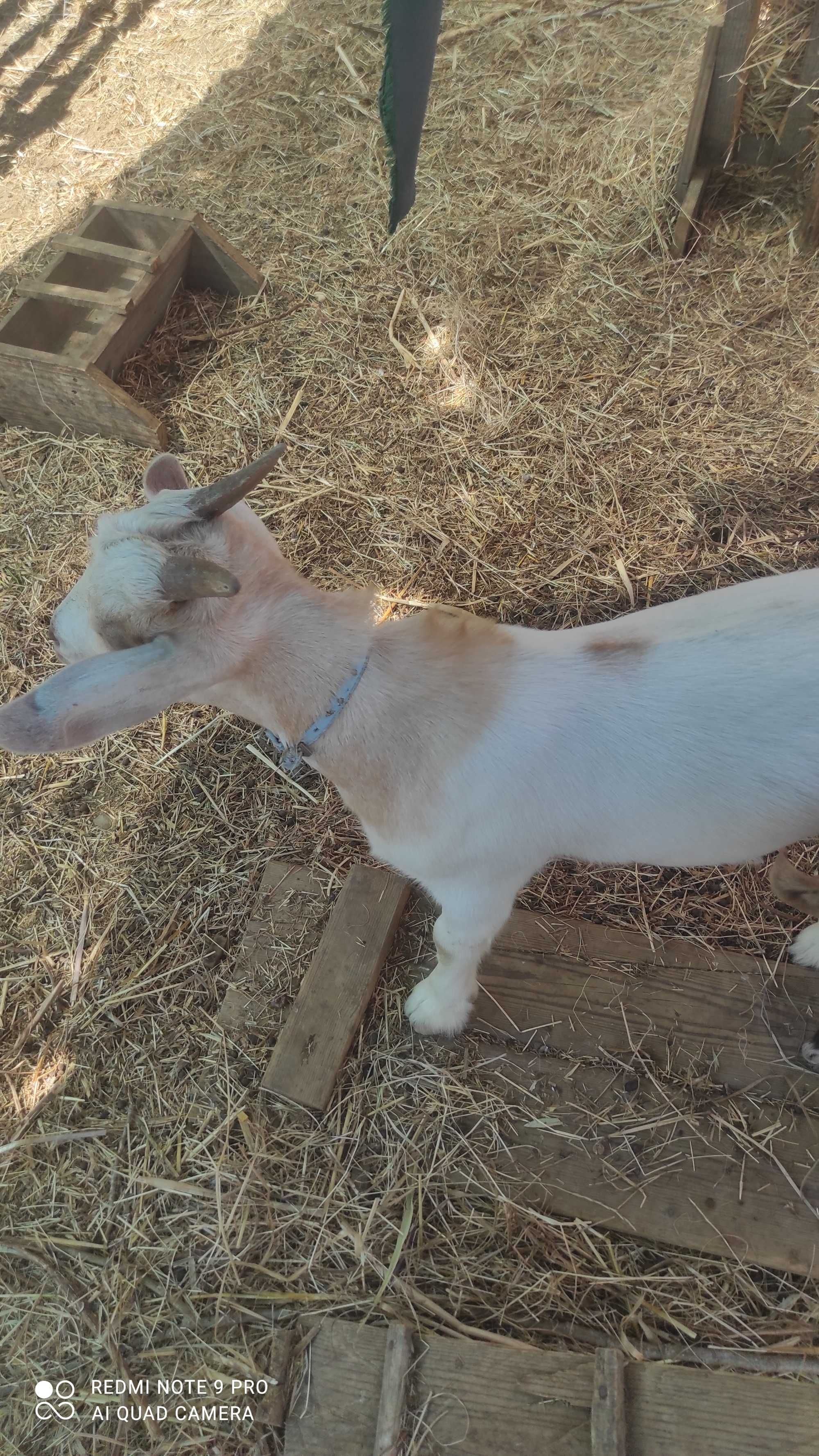 Cabras anãs á procura de um novo lar ( mãe, filho e filha