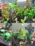 Plantas / Peixes aquario