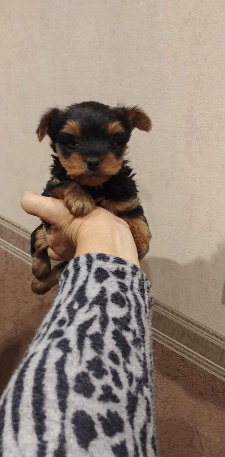 York Yorkshire terrier Jork metryka chip paszport