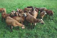 owce kameruńskie 100 % pokryte baranem dorper