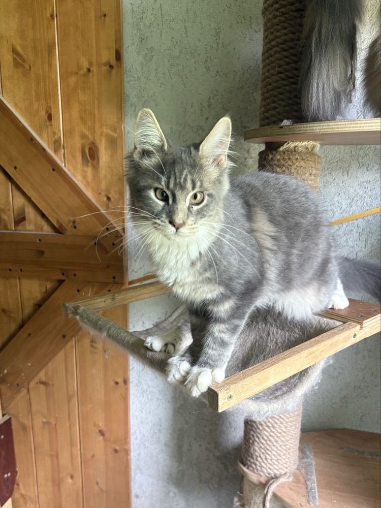 Kotka maine coon rodowód FPL