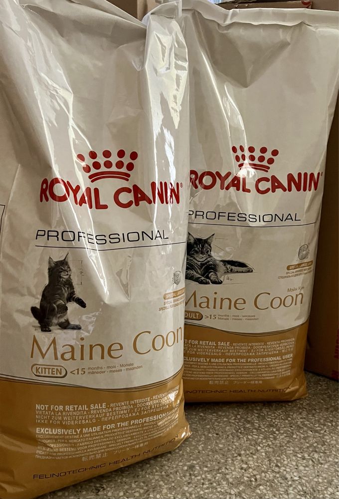 British Shorthair Adult 13kg • RC Karma dorosły kot ℹ️ Maine coon inne