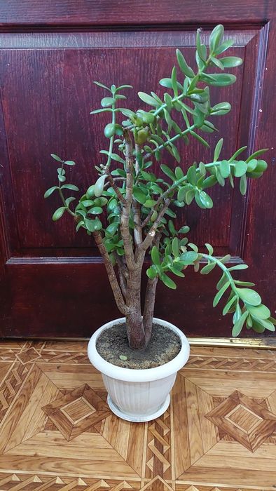 Алоє лікарське низькоросле