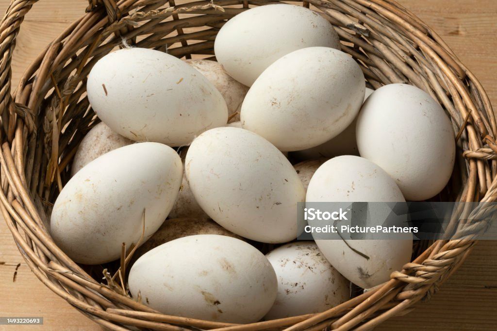 Продам Гусяче яйце не для інкубації