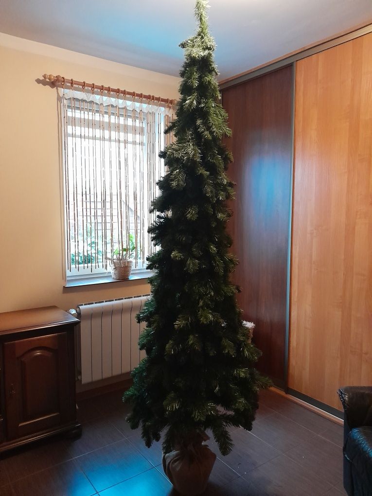 Piękna choinka wąska  na pniu  240 cm