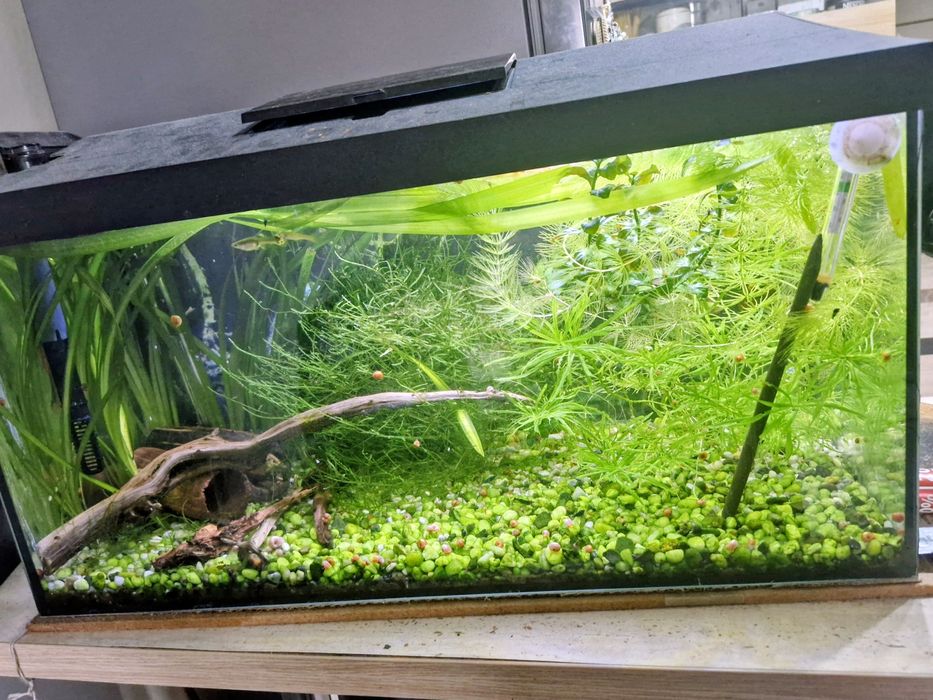 Akwarium 60l cały zestaw