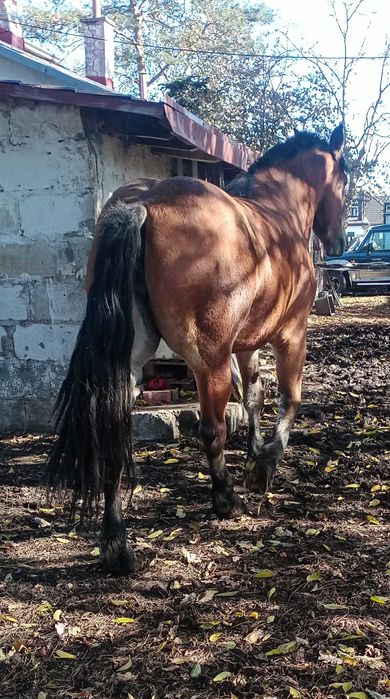 Sprzedam wysoką klacz do zaprzęgu