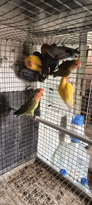 Agapórnis  Sexados 2025