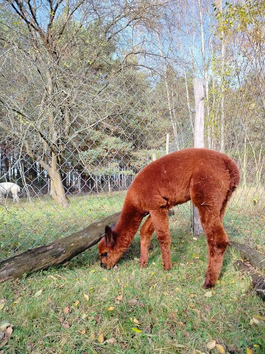 Sprzedam młodego samca alpakę