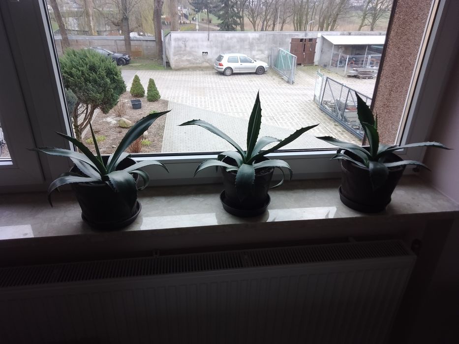 Kwiaty agawa meksykańska