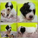 Lagotto Romagnolo FCI – biało-brązowy piesek z miotu FAIRY, Trufflove