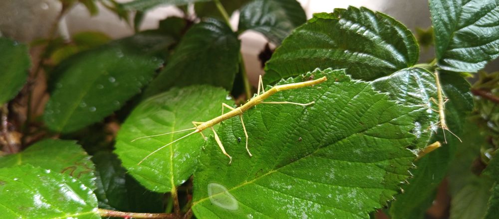 Straszyk Filipiński ( młode )