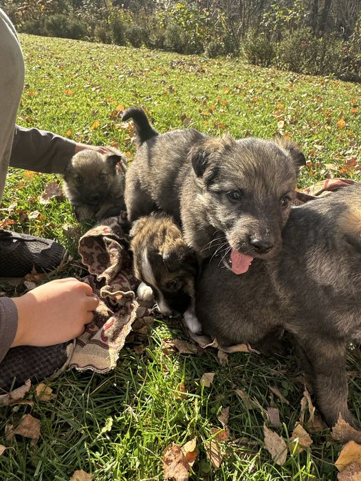 Pieski suczki. Szczeniaki do dobrego domu.