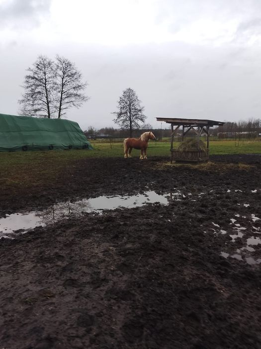 Ogier w typie sokólskim