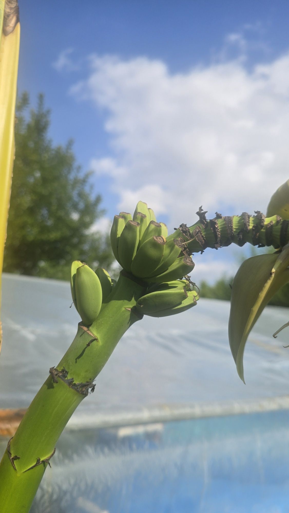 Bananowiec musa basjo
