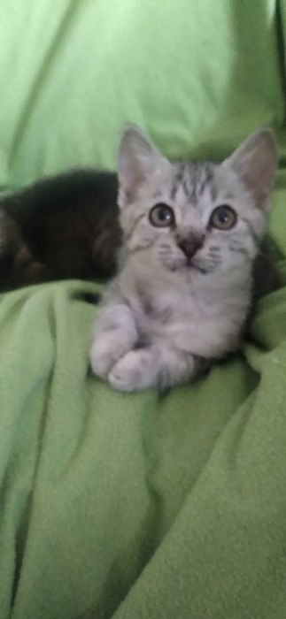 3 mieś kociaki szukają domu