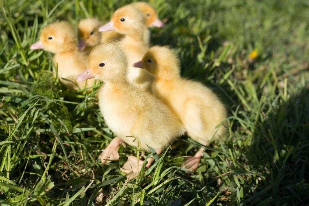 Kaczki na wagę różne dowóz gratis