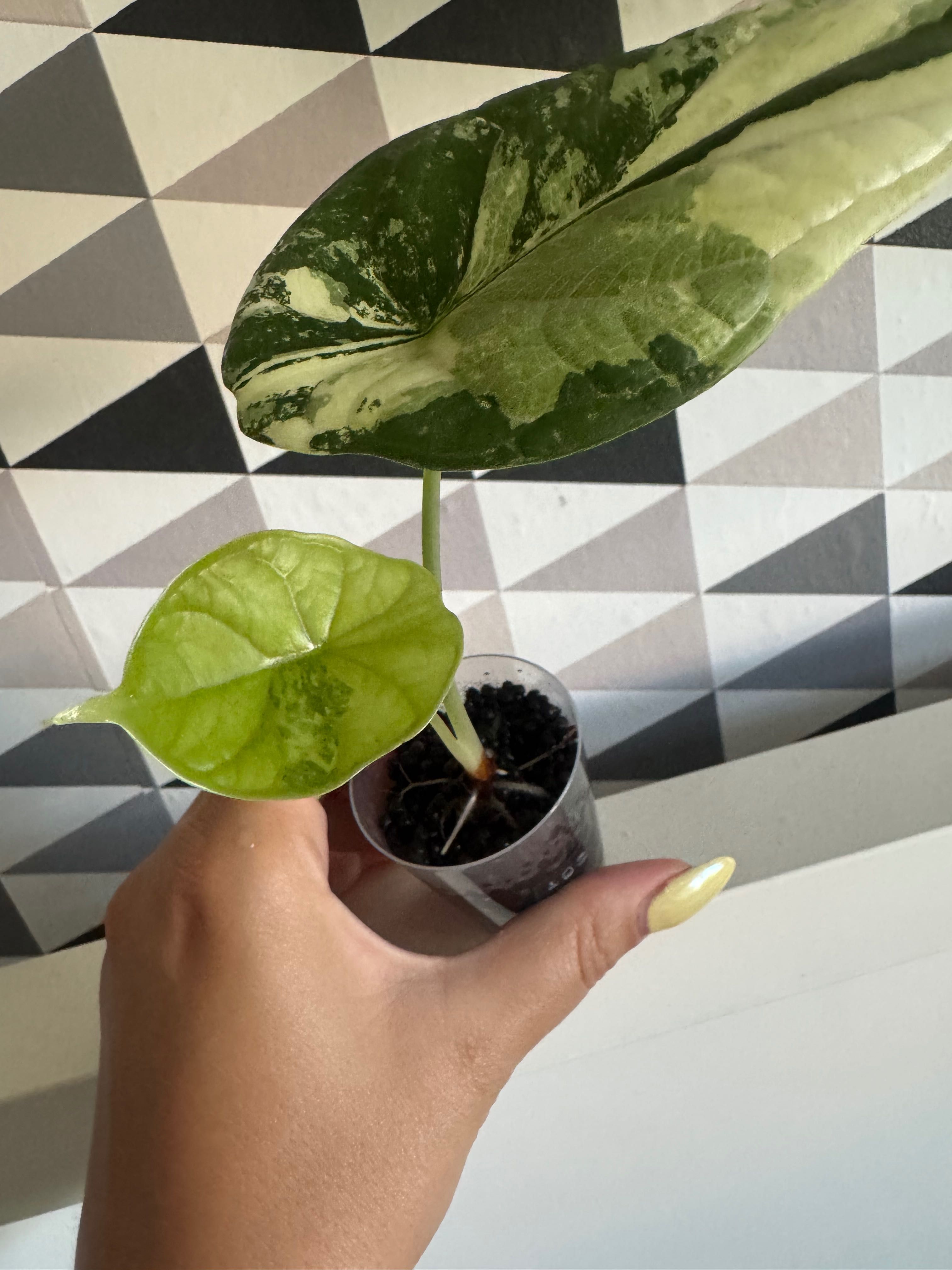 Alocasia Alokazja Dragon Scale Variegata 2 liście cudne wybarwienie