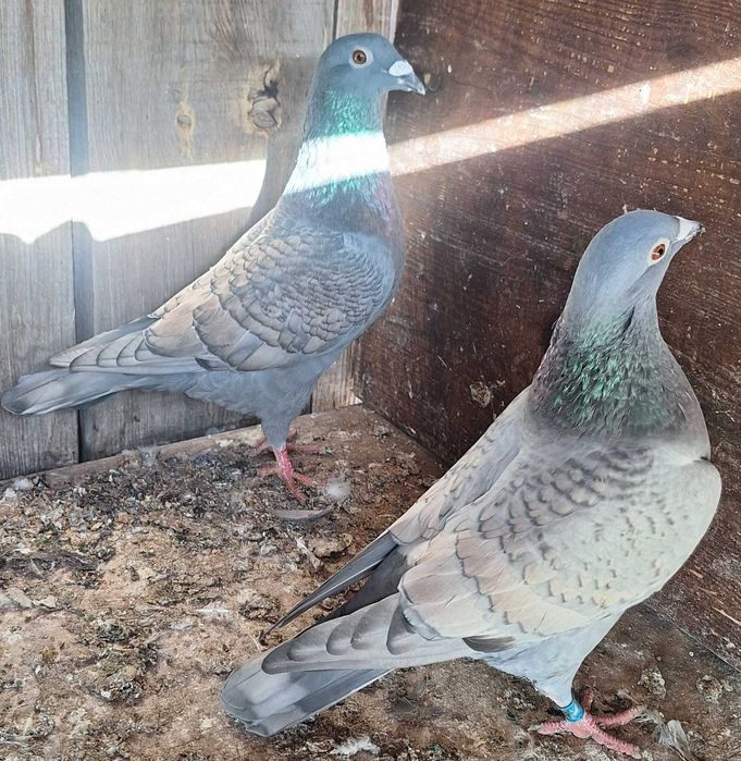 Gołębie pocztowe opalę