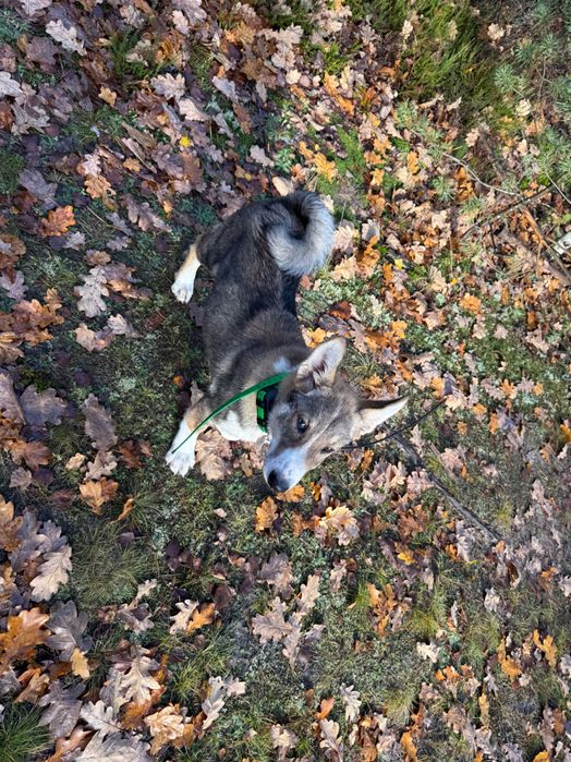 Łajka Zachodnio-Syberyjska