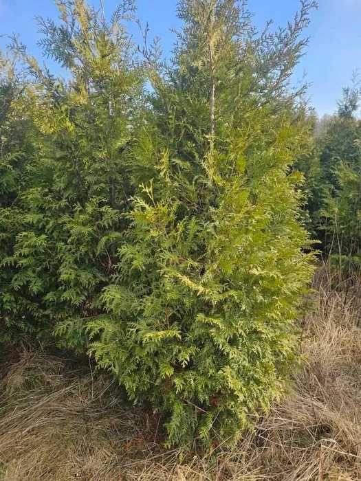 Tuja Brabant 250 , 220 cm SADZIMY (dostawa GRATIS cały kraj)